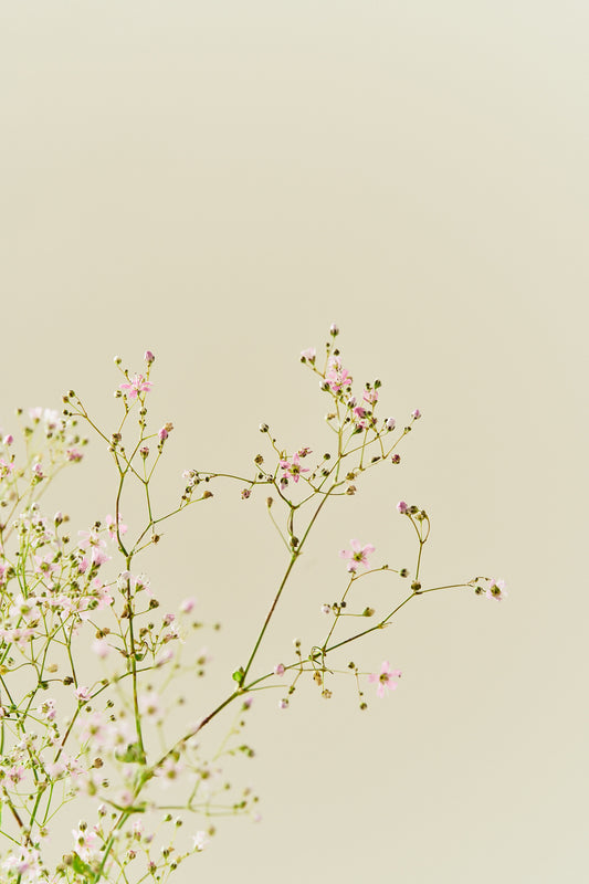 Brudeslør ‘Rosea’