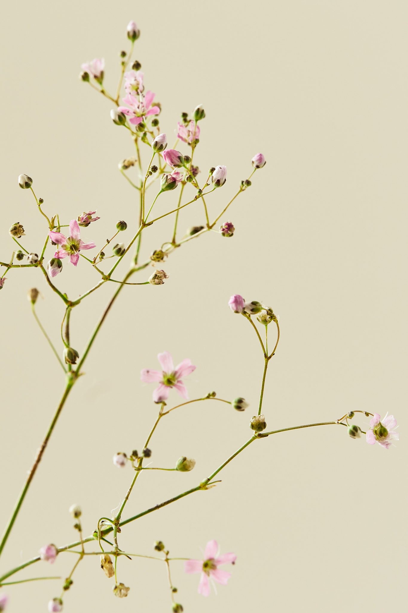 Brudeslør ‘Rosea’