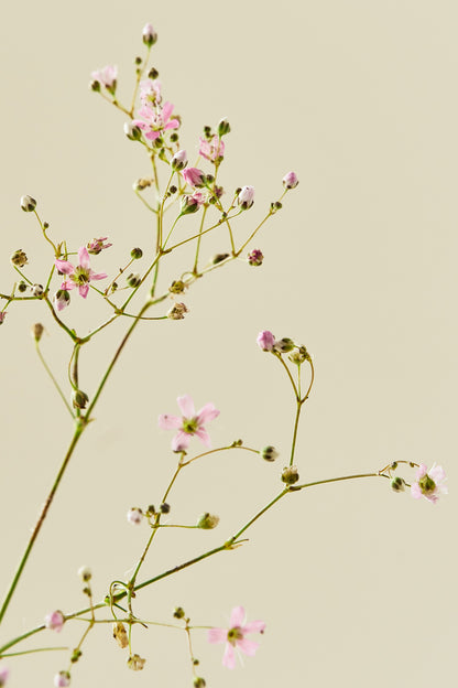 Brudeslør ‘Rosea’