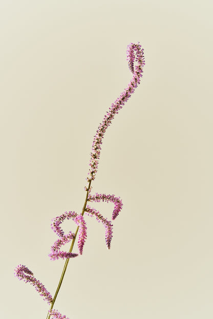 Askhindebæger ‘Pink Pokers’