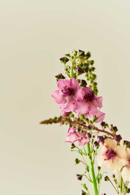 Kongelys ‘Southern Charm’