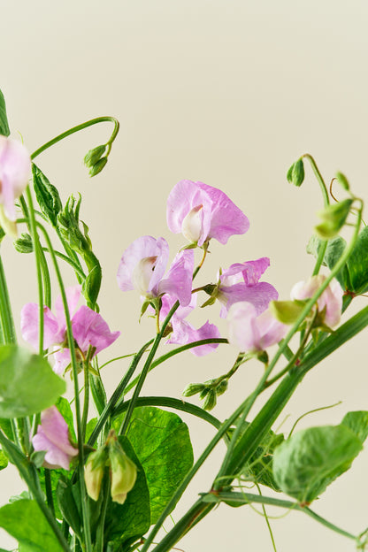 Ærteblomst 'Elegance Lavender' - frø