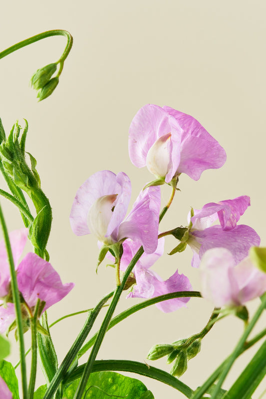 Ærteblomst 'Elegance Lavender' - frø