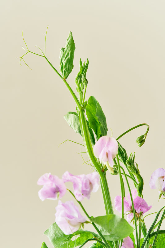 Ærteblomst 'Elegance Lavender' - frø