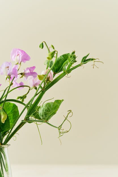 Ærteblomst 'Elegance Lavender' - frø