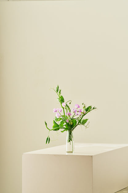 Ærteblomst 'Elegance Lavender' - frø