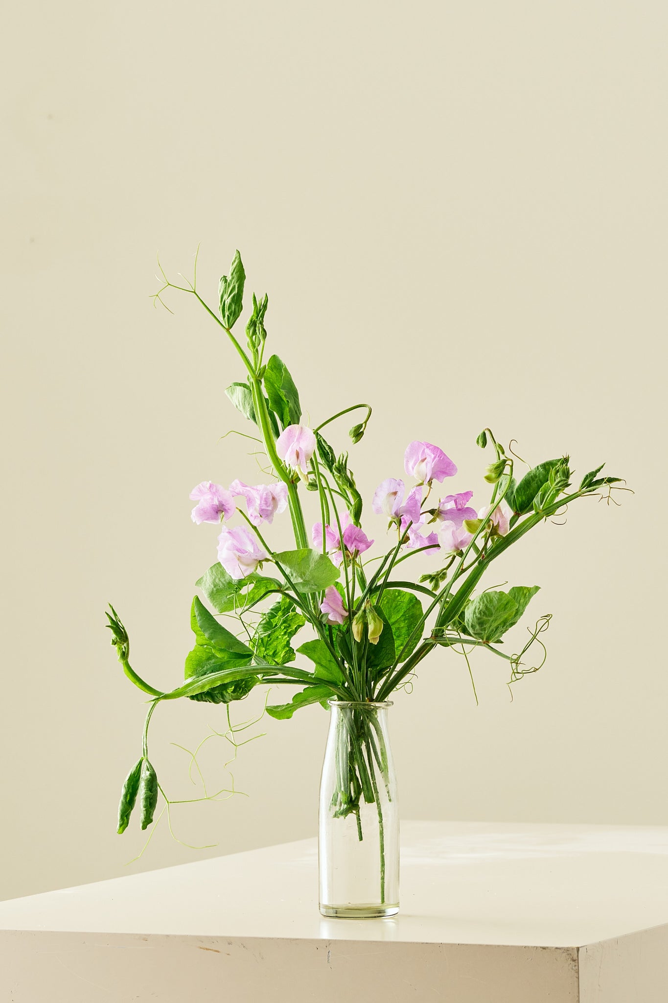 Ærteblomst 'Elegance Lavender' - frø