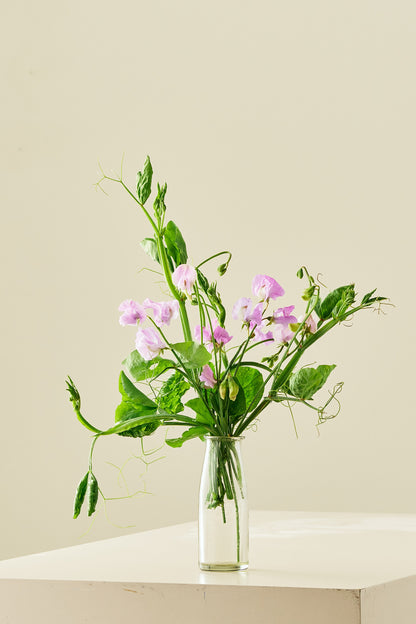 Ærteblomst 'Elegance Lavender' - frø