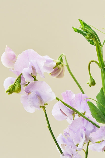 Ærteblomst 'Spring Sunshine Lilac'