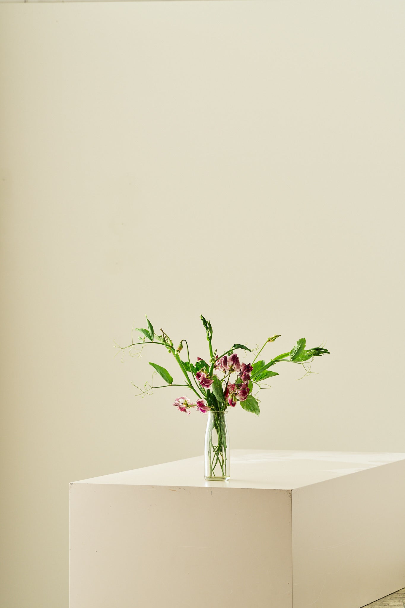 Ærteblomst 'Spencer Wiltshire Ripple'