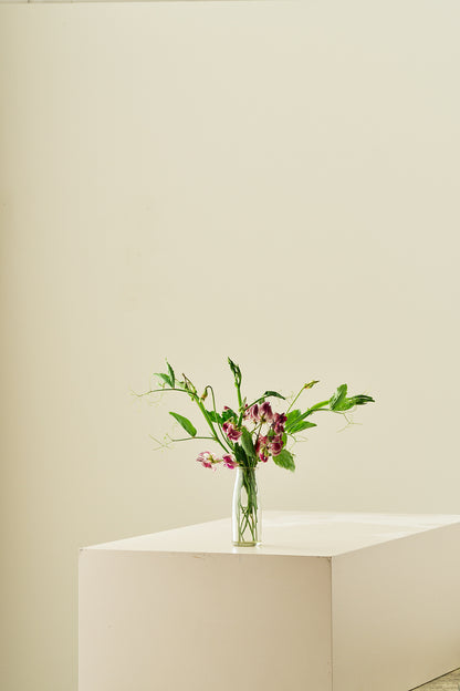 Ærteblomst 'Spencer Wiltshire Ripple'