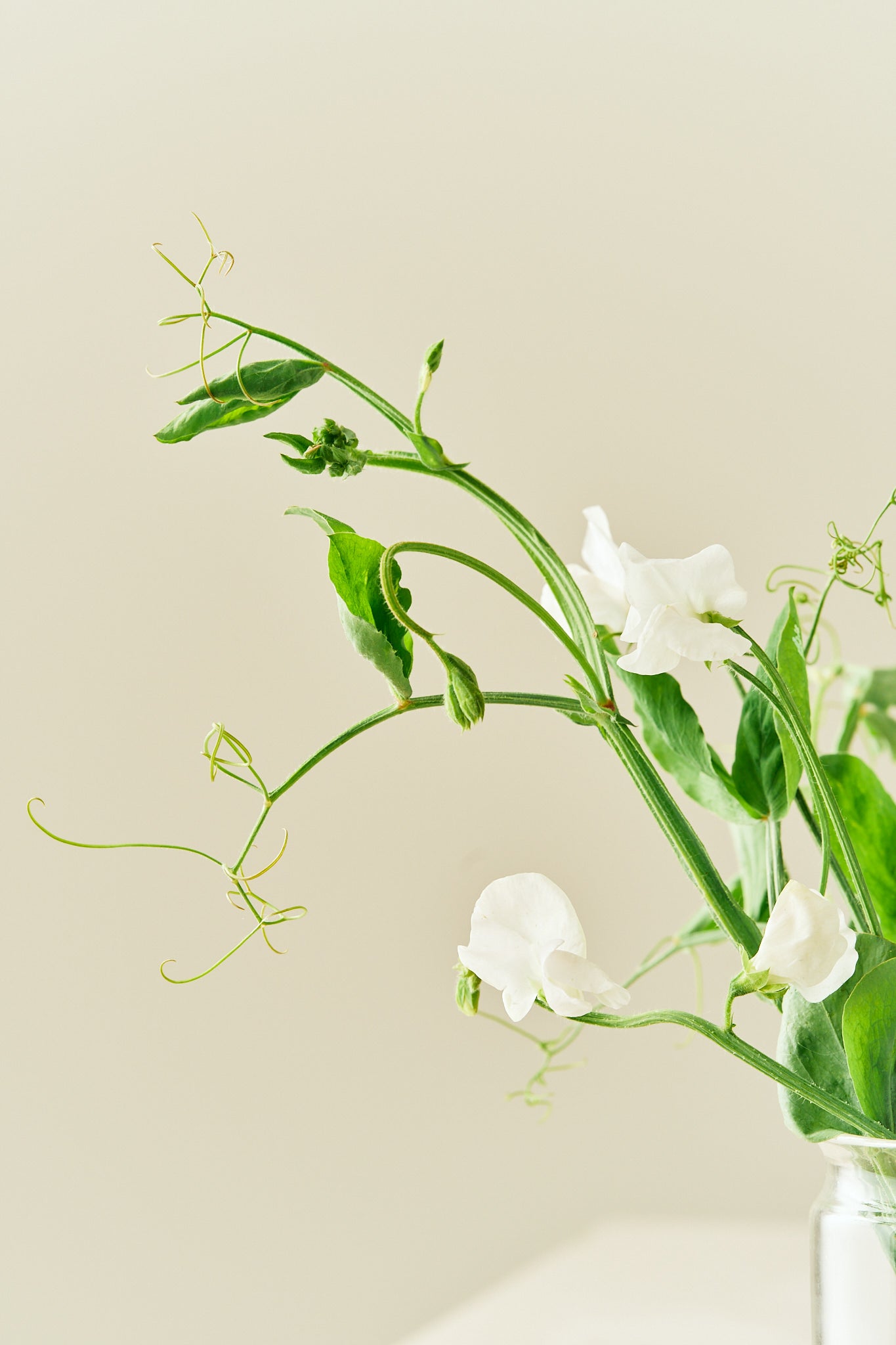 Ærteblomst 'Spencer Royal Wedding'