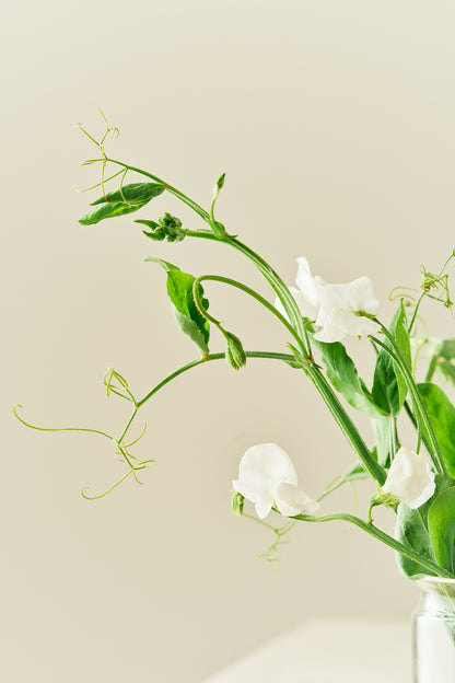 Ærteblomst 'Spencer Royal Wedding'