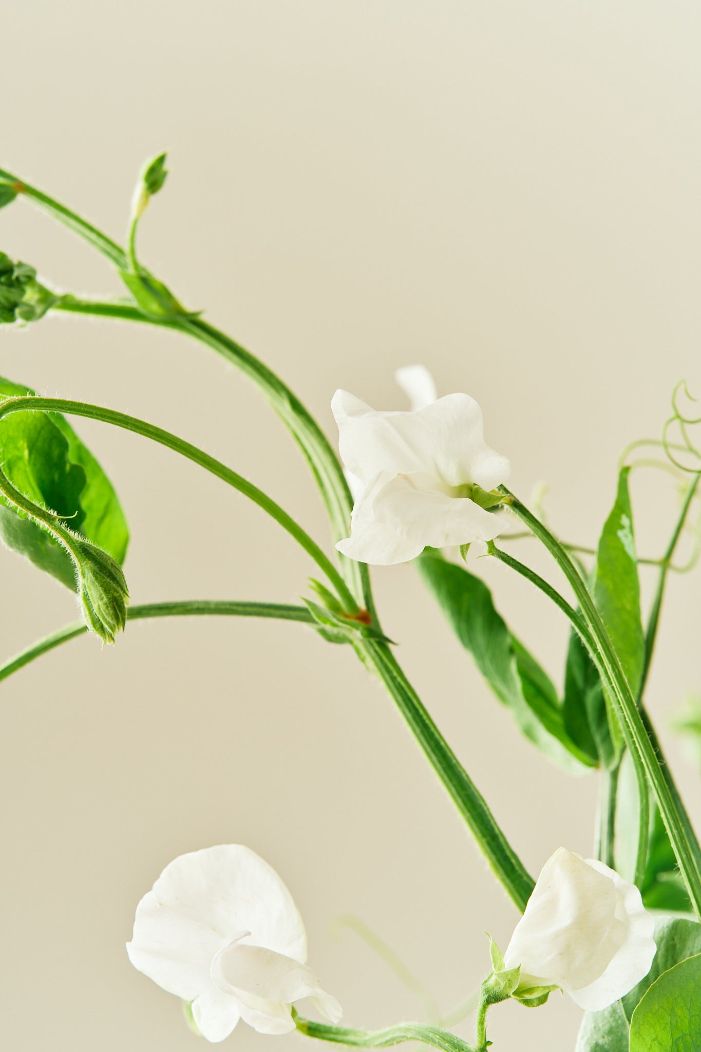 Ærteblomst 'Spencer Royal Wedding'