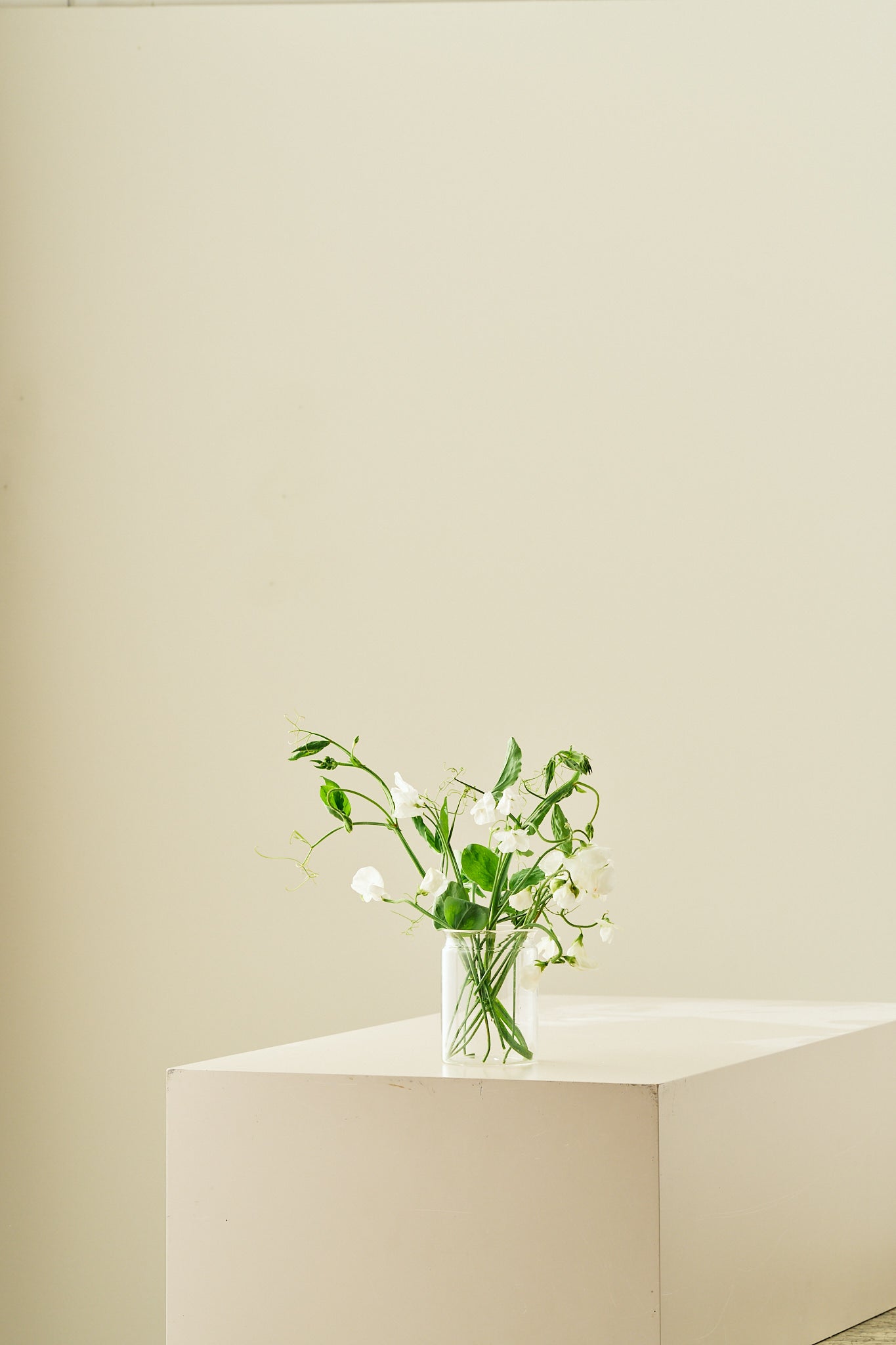 Ærteblomst 'Spencer Royal Wedding'