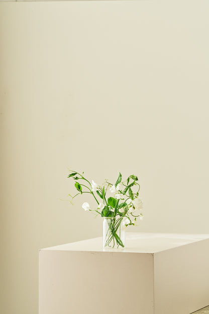 Ærteblomst 'Spencer Royal Wedding'