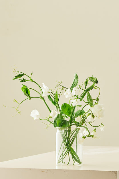 Ærteblomst 'Spencer Royal Wedding'