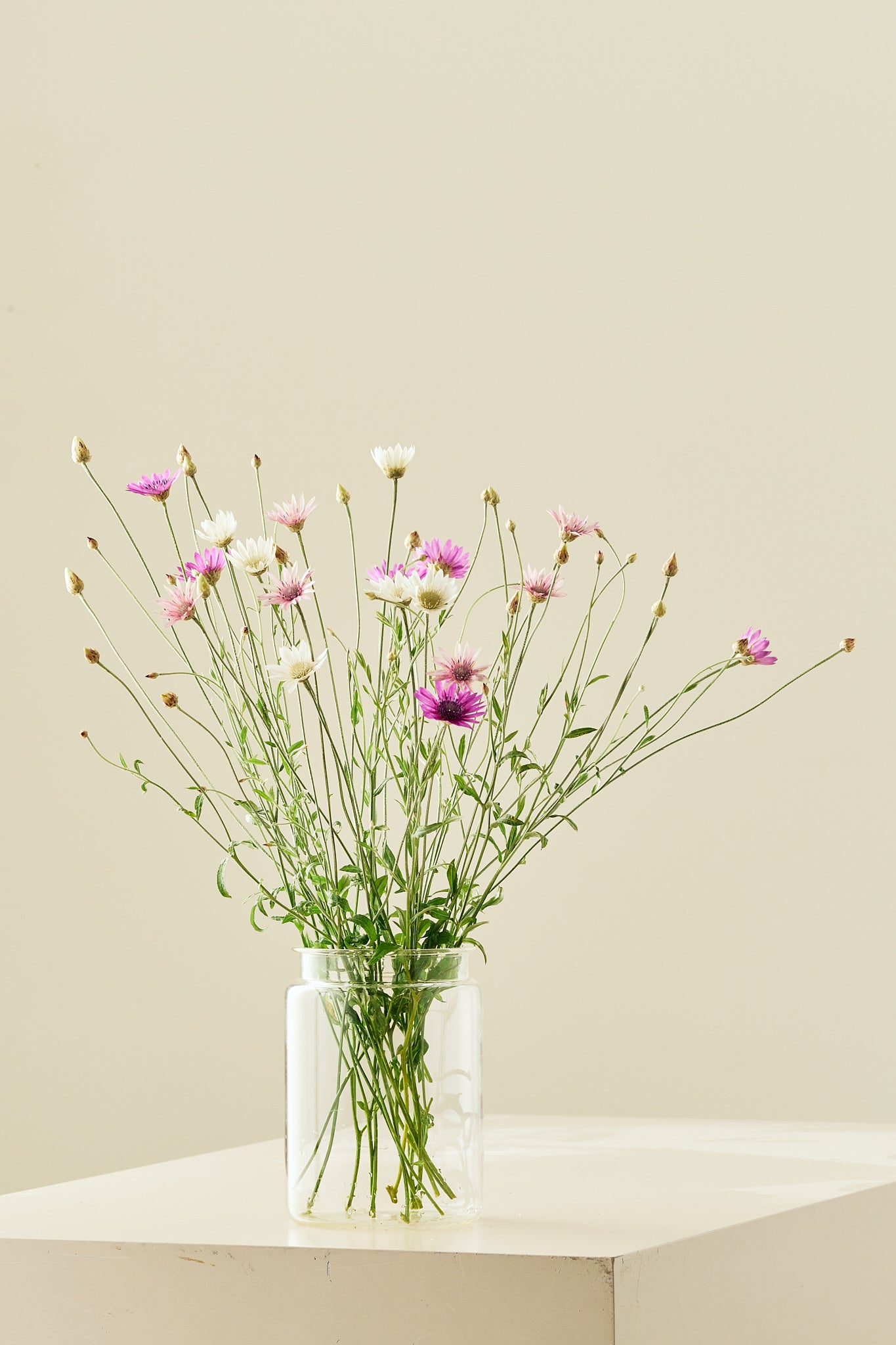 Papirblomst ‘Mixture’