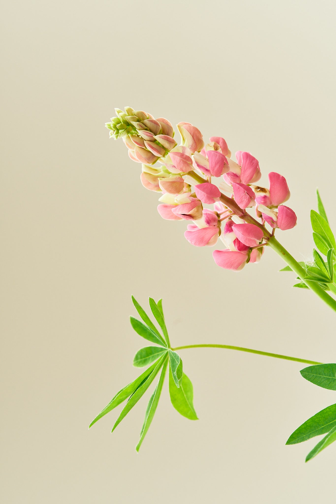 Lupin 'Russel The Chateleine'