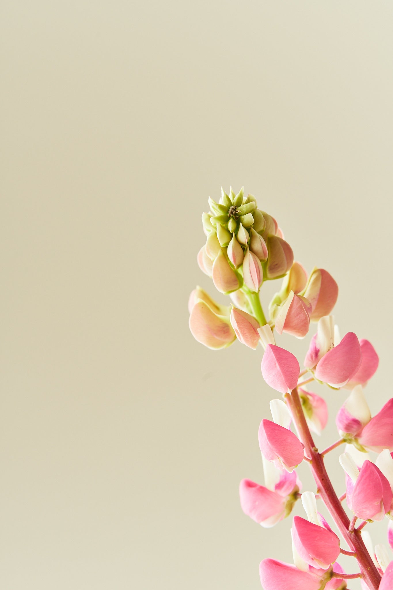 Lupin 'Russel The Chateleine'