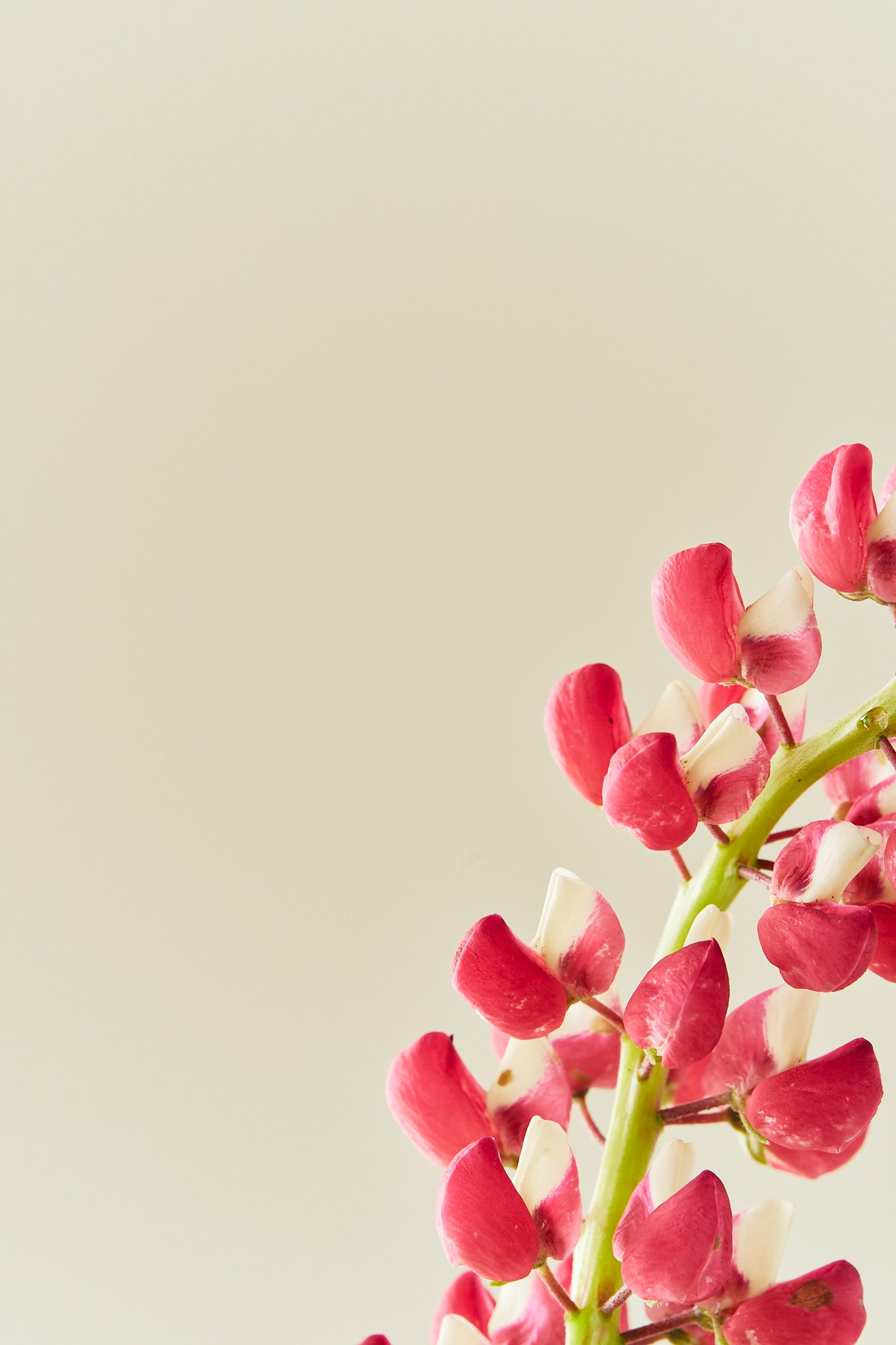 Lupin 'Russel The Chateleine'