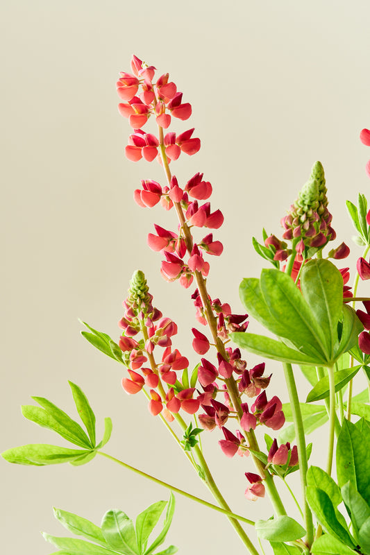 Lupin ‘Russel The Pages’