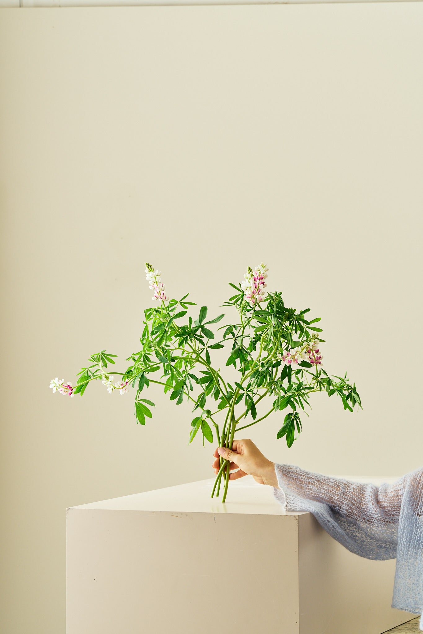 Lupin ‘Pink Fairy’