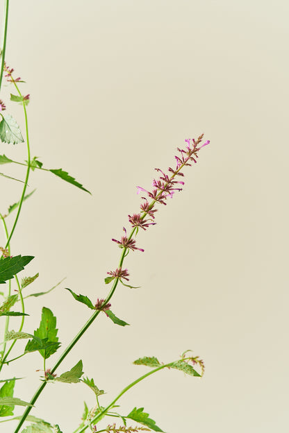 Anisisop ‘Rose Mint’