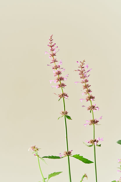 Anisisop ‘Rose Mint’