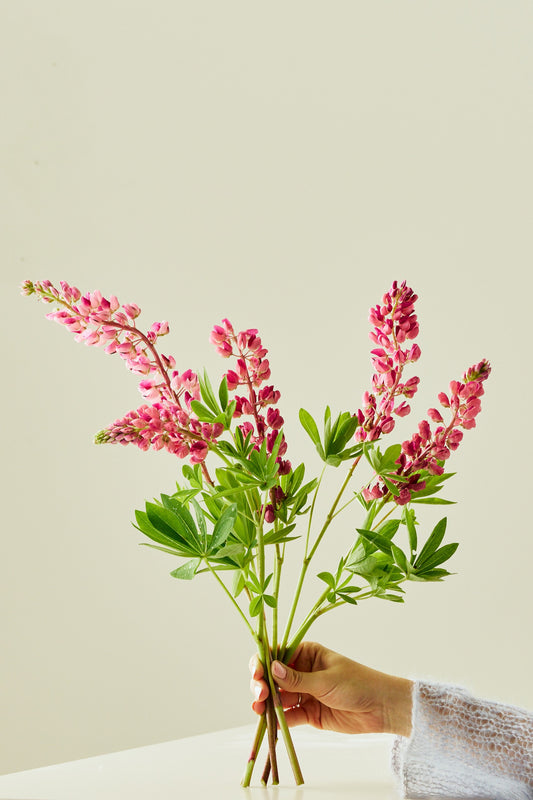Lupin ‘Gallery Pink Shades’