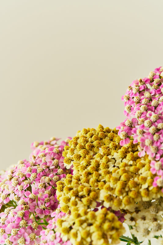 Røllike ‘Summer Pastels mix’