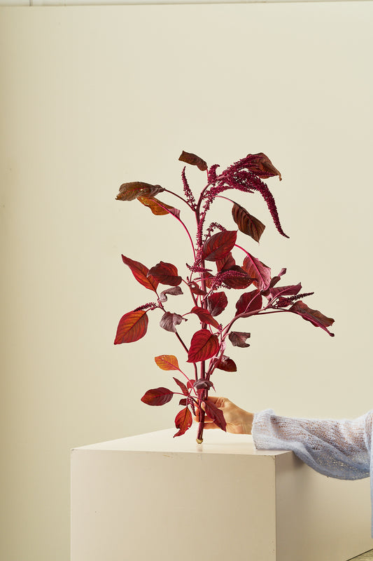 Amarant/Rævehale 'Velvet Curtains'