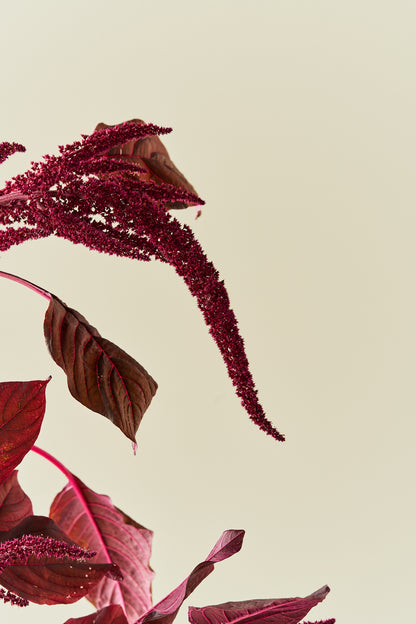 Amarant/Rævehale 'Velvet Curtains'