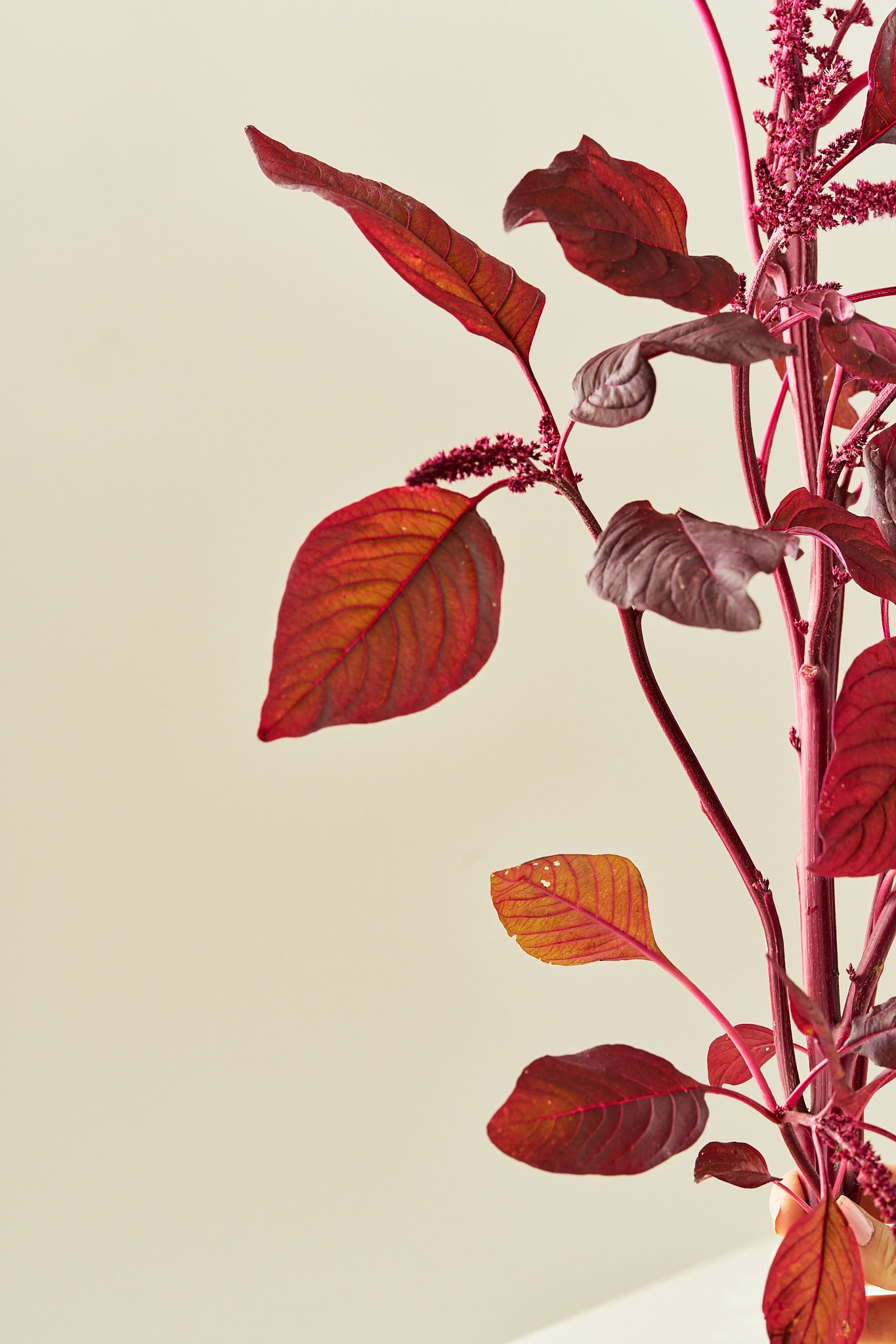 Amarant/Rævehale 'Velvet Curtains'