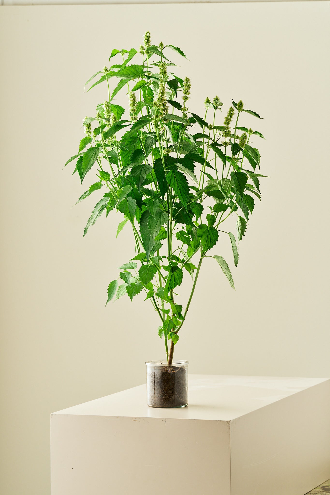 Anisisop 'Liquorice White'