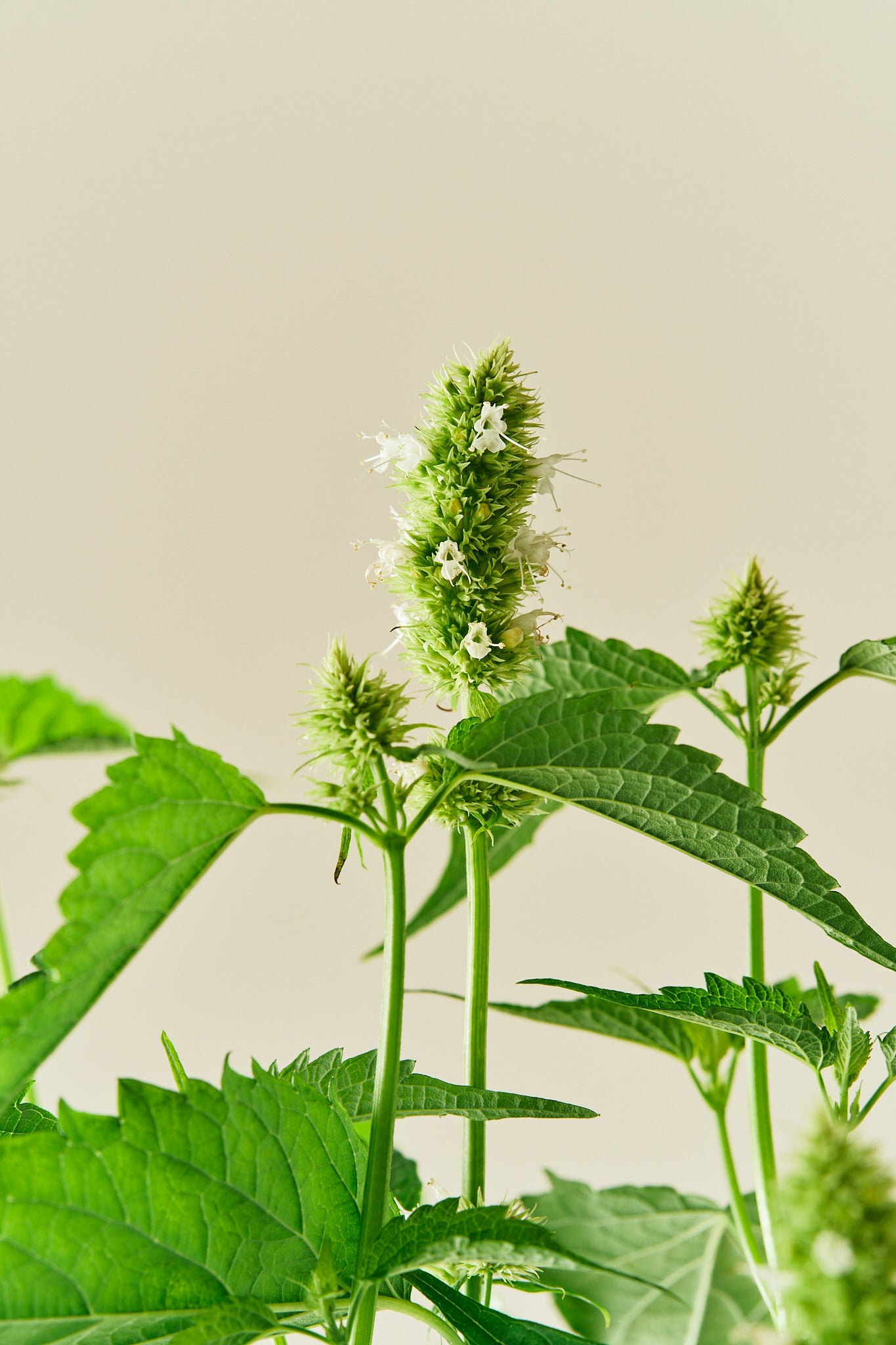 Anisisop 'Liquorice White'