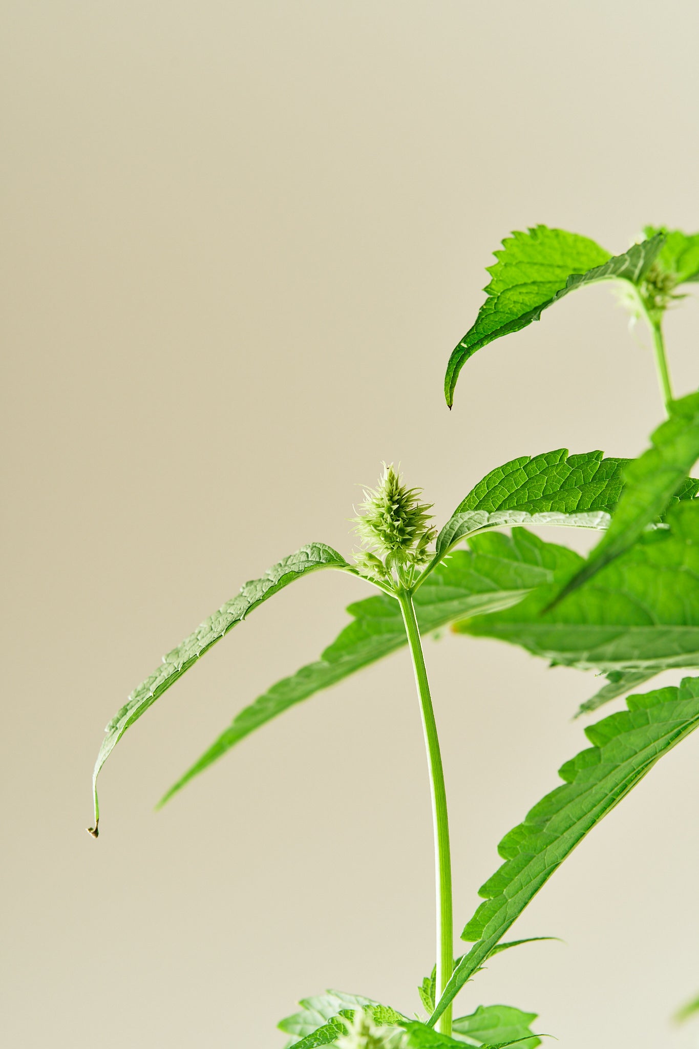 Anisisop 'Liquorice White'