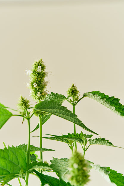 Anisisop 'Liquorice White'