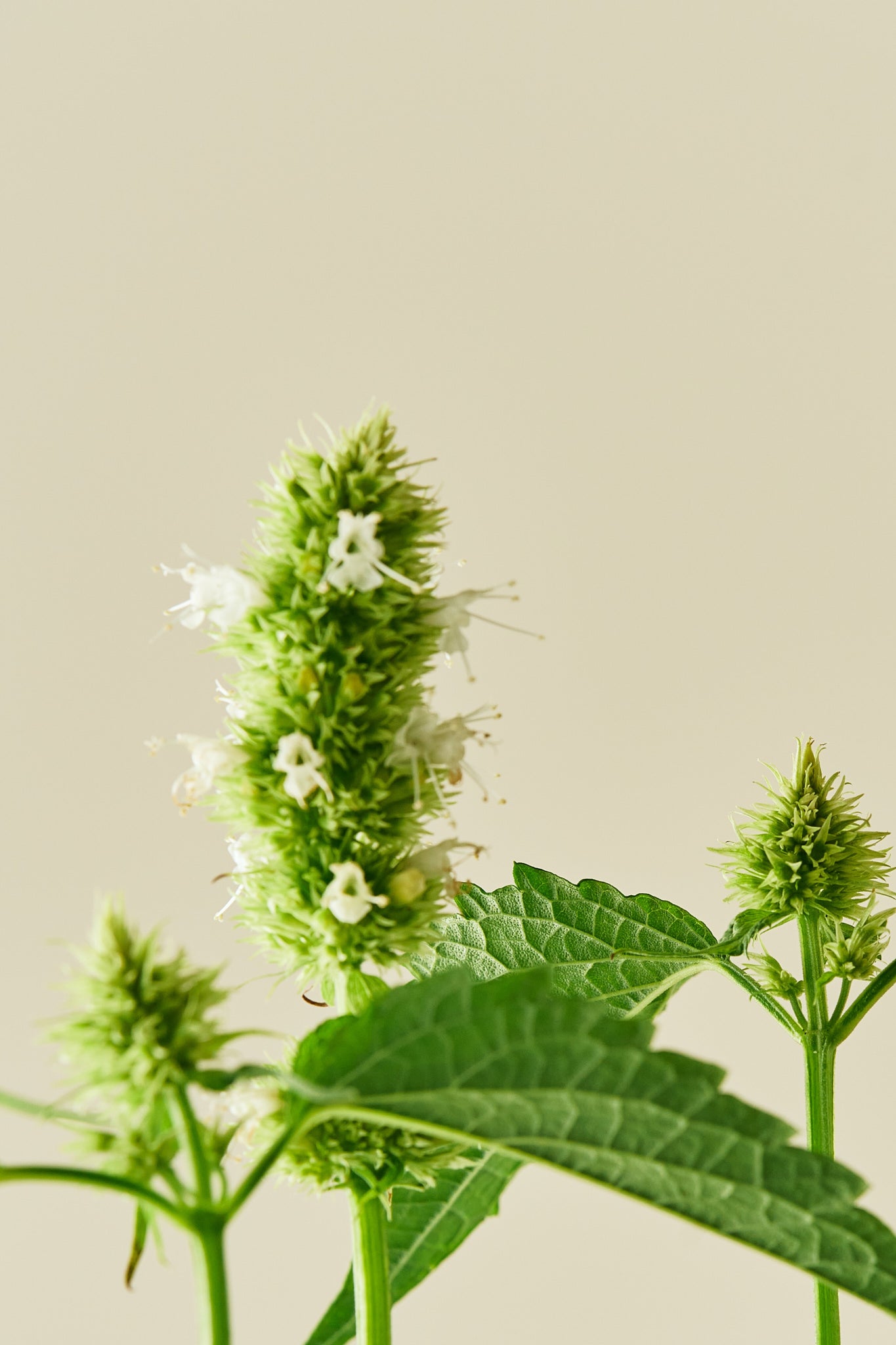 Anisisop 'Liquorice White'