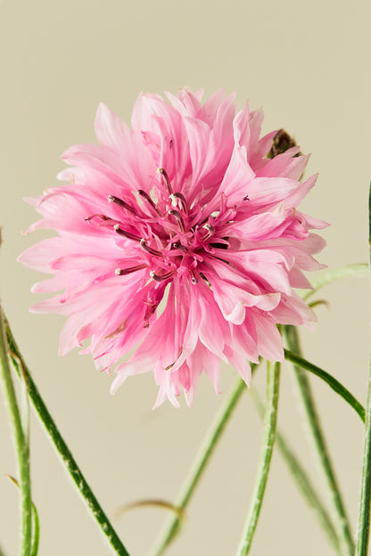 Kornblomst 'Pink Ball'