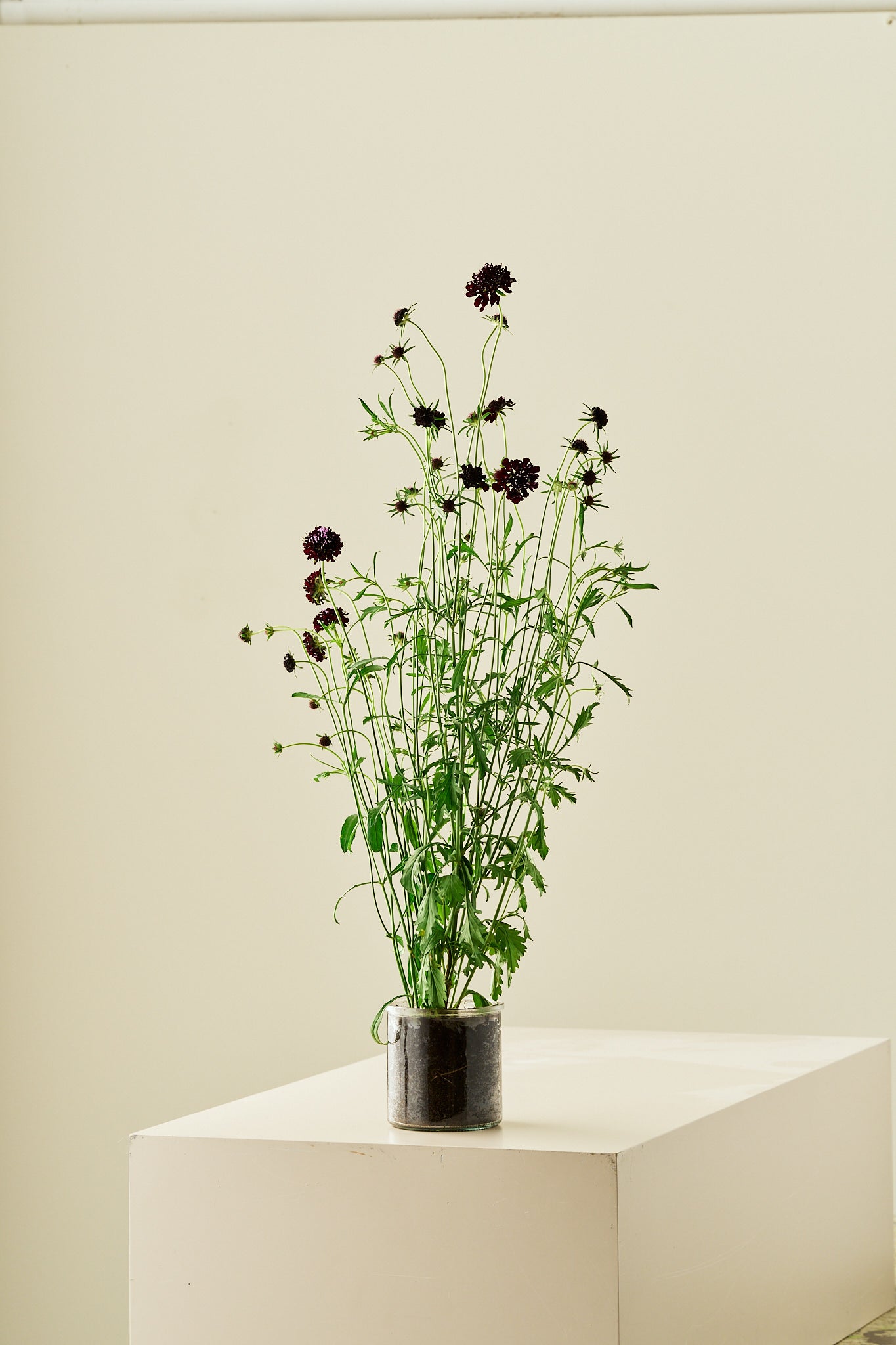 Skabiose 'Black Knight'