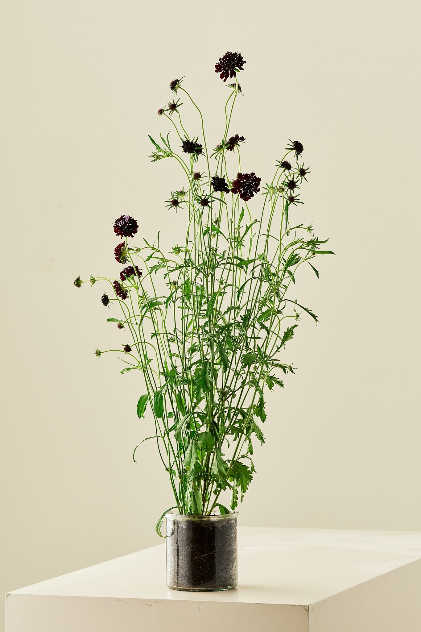 Skabiose 'Black Knight'