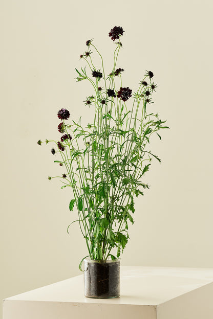 Skabiose 'Black Knight'