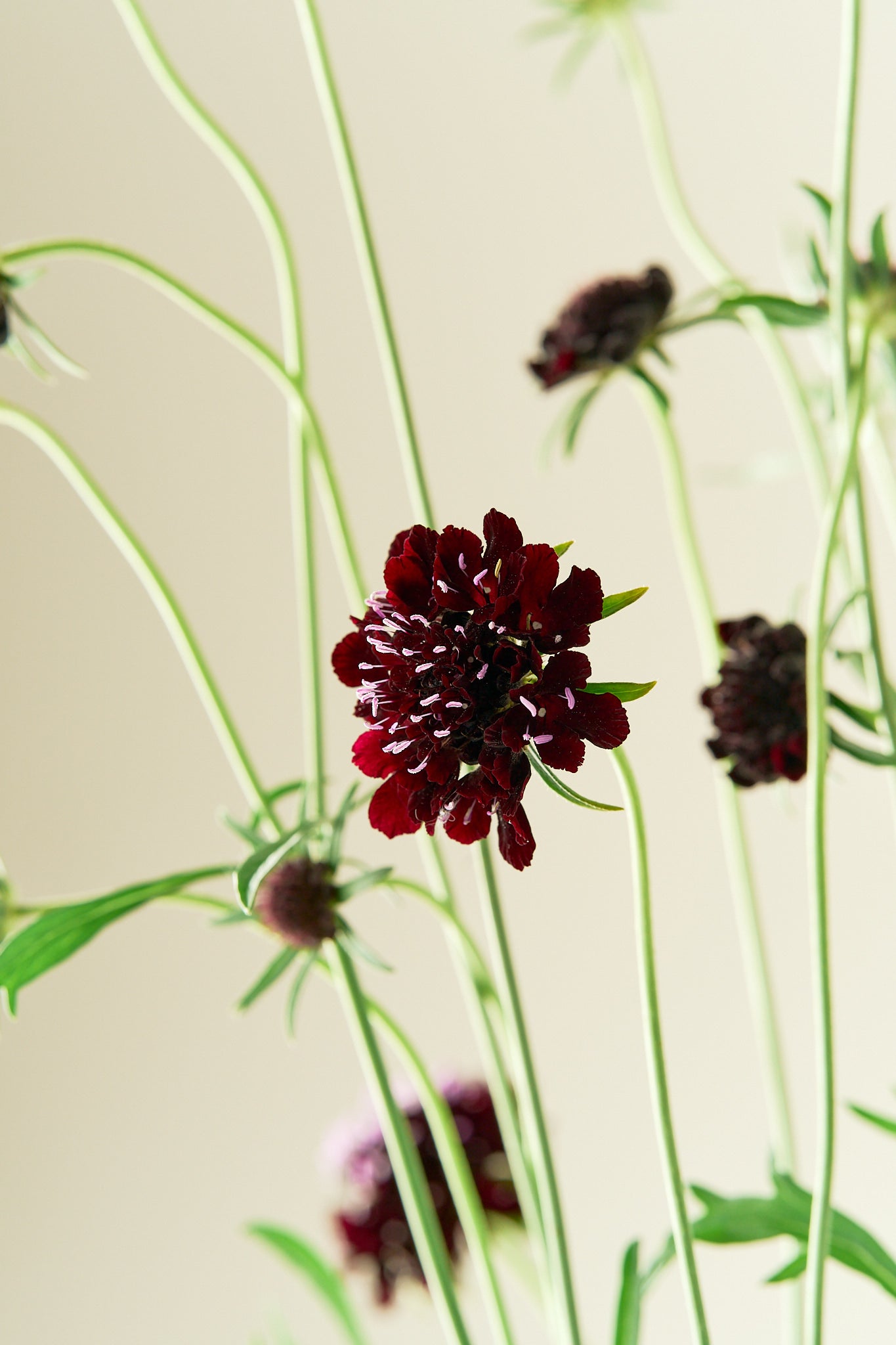 Skabiose 'Black Knight'