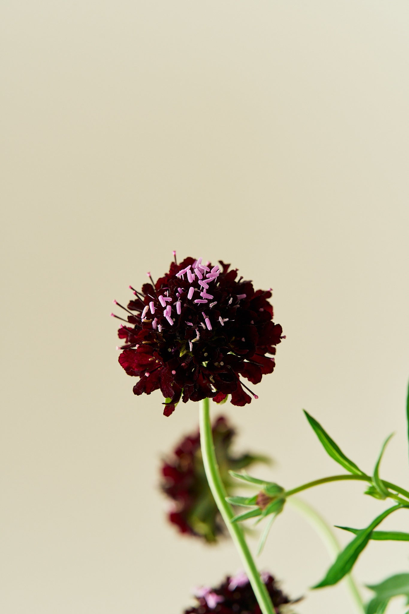 Skabiose 'Black Knight'