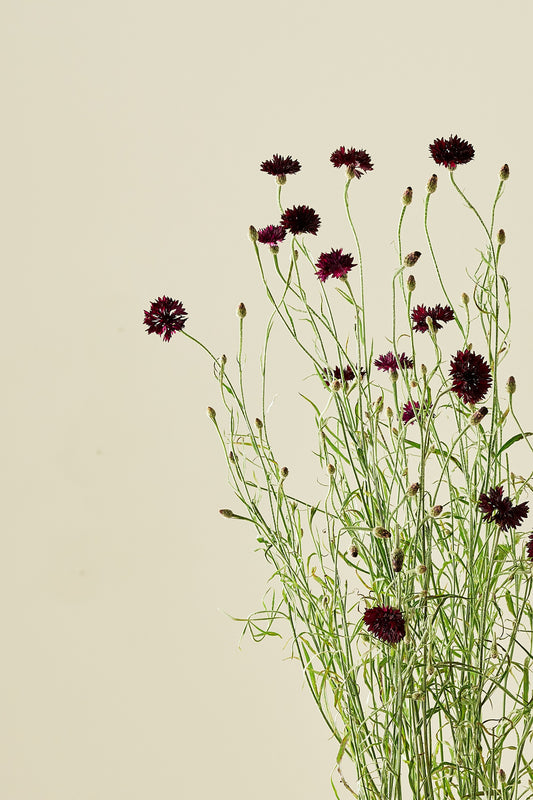 Skabiose 'Black Knight'