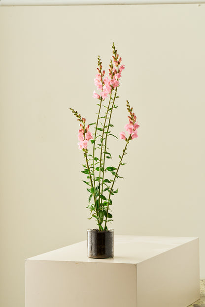 Løvemund ‘Potomac Pink’