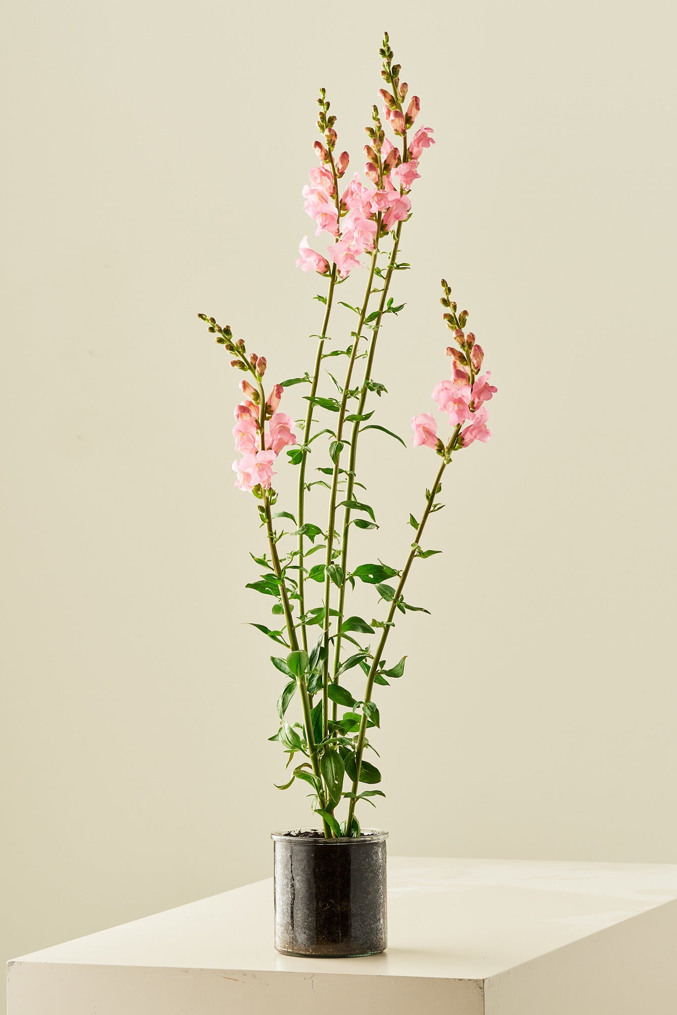 Løvemund ‘Potomac Pink’