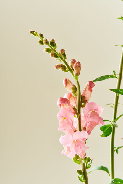 Løvemund ‘Potomac Pink’