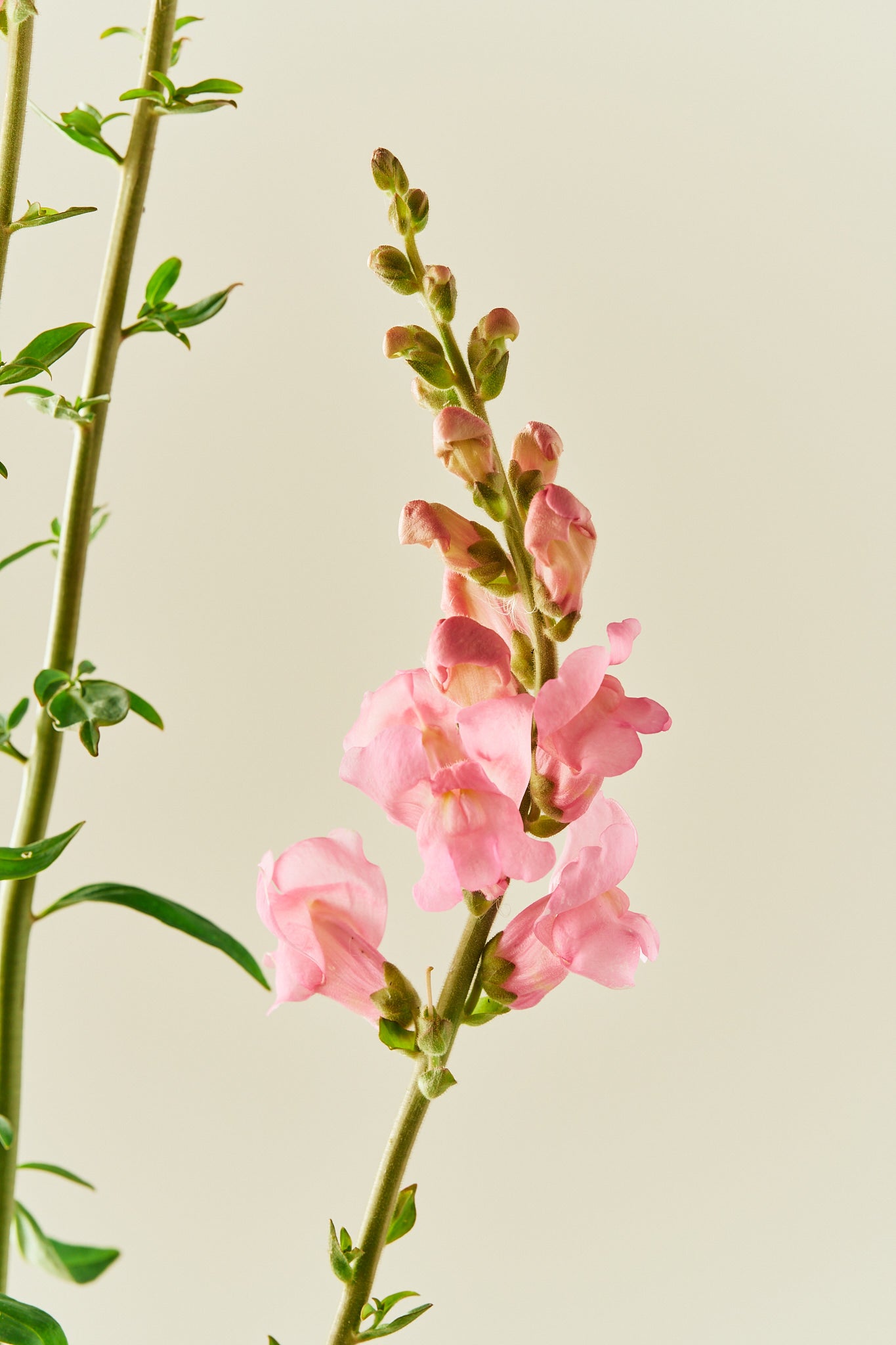 Løvemund ‘Potomac Pink’